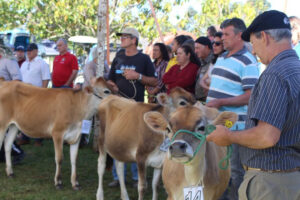 Cerrito realiza 18ª Festa Municipal do Leite Jersey em novembro