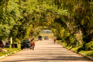 Pelotas recebe 15º Fórum Gaúcho de Arborização em novembro